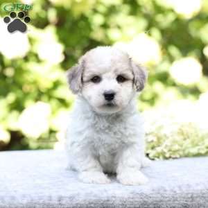 Ryder, Bich-Poo Puppy